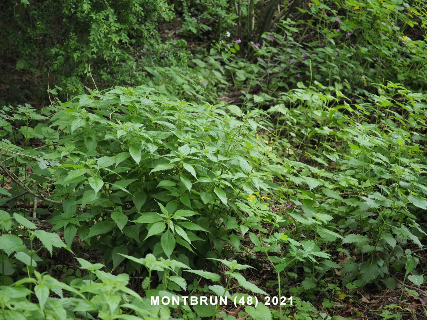 Pellitory-of-the-Wall, Eastern plant